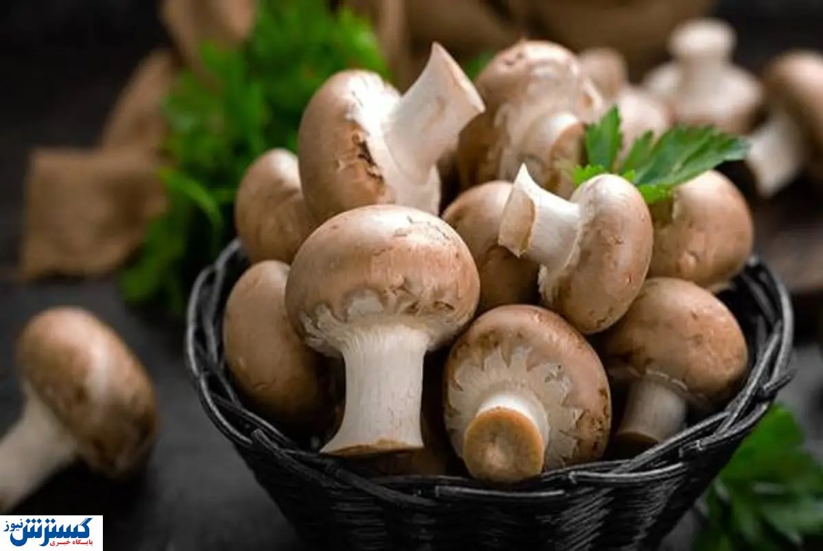 قیمت قارچ میلیونی شد / یک کیلو فقط ۲ میلیون ۵۵۰ هزار تومان!