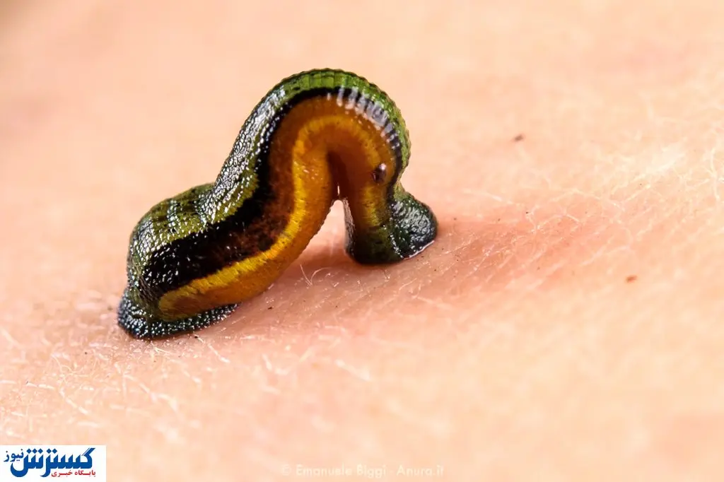 زالو درمانی و حجامت هم بیمه شد / ۷ خدمت جدید طب سنتی تحت حمایت بیمه قرار گرفت