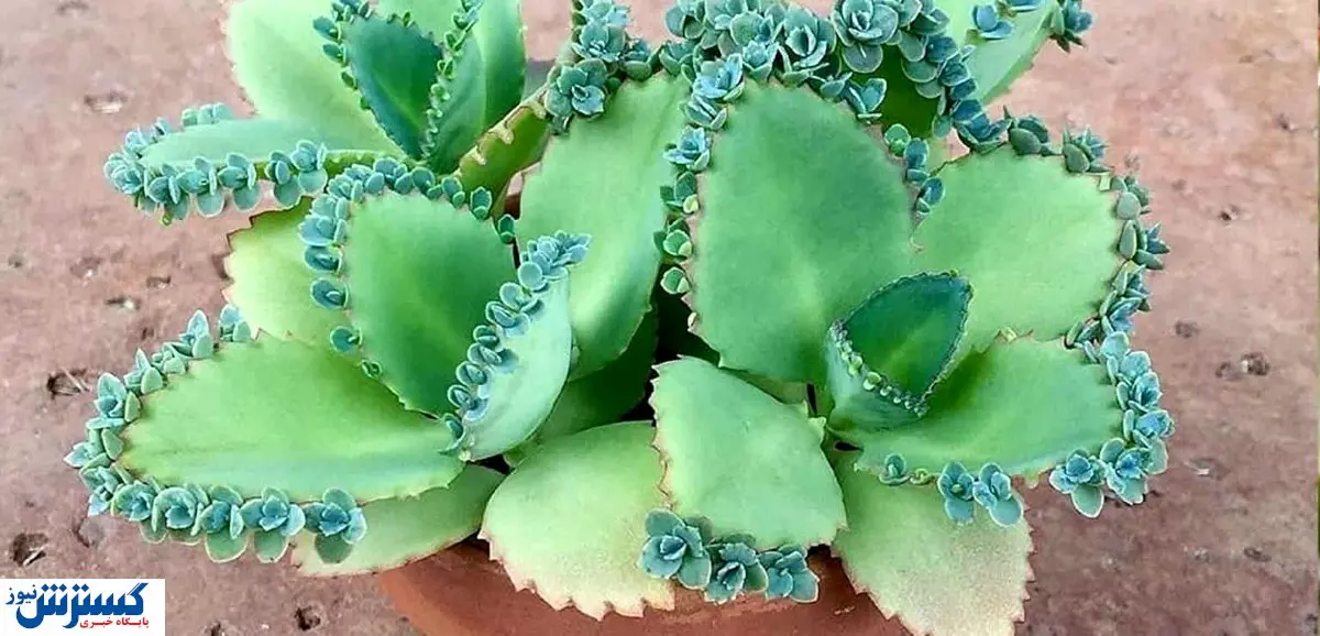 اشک تمساح هم قیمتی شد! / قیمت اشک از مریم تا ملکه! + تصاویر