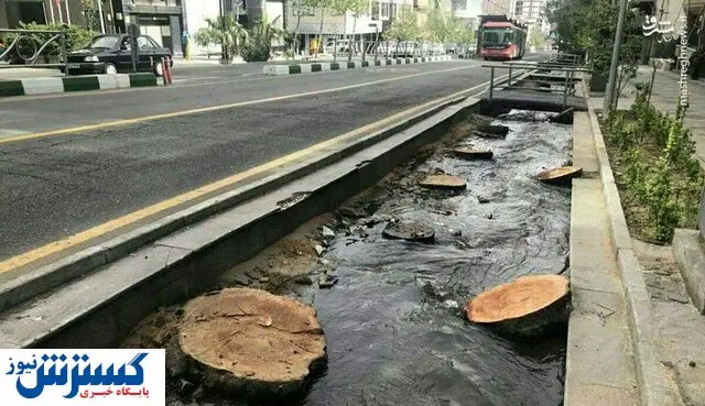 جریمه سنگین قطع درختان / جزای نقدی چقدر است؟