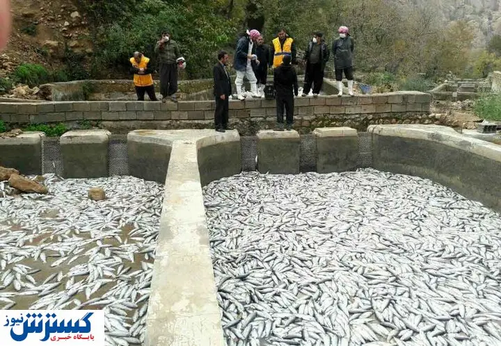 قیمت انواع ماهی / برای خرید ماهی شب عید ۲۰ درصد تخفیف بگیرید