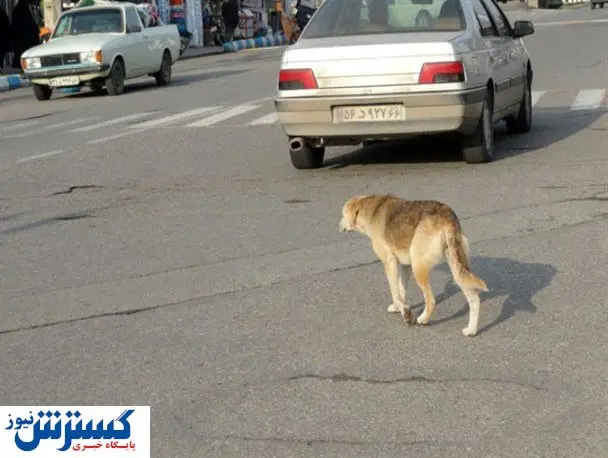 حمله سگ به ۳ کودک در بیرجند + جزئیات