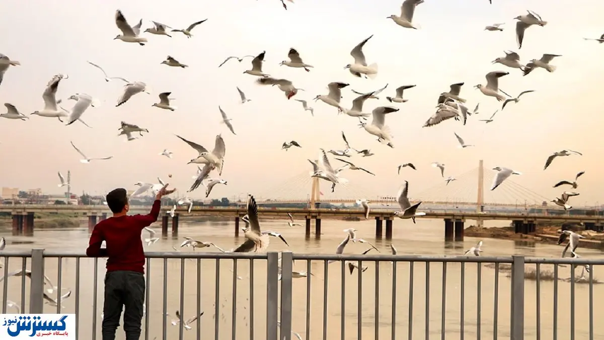 قهر پرنده های مهاجر از ایران / راهکاری برای آشتی دوباره