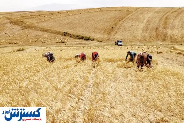 «خشکه کاری» هزینه کشاورزان را کاهش میدهد؟