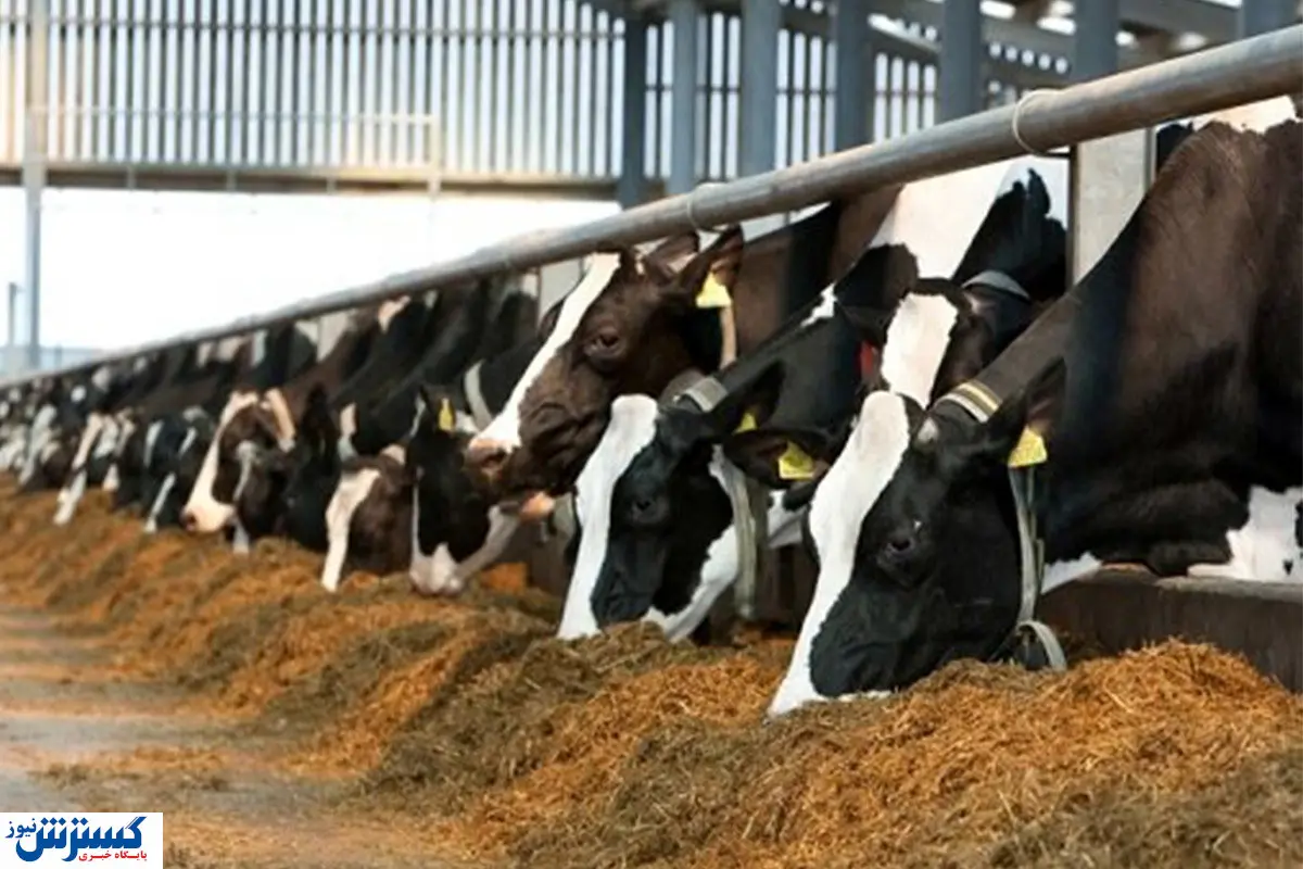 نگاهی اجمالی بر اولین سامانه تامین دام و طیور در کشور