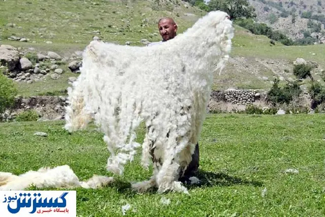 پشم در کشور تمام شد؟/ یک مسئول خبر داد