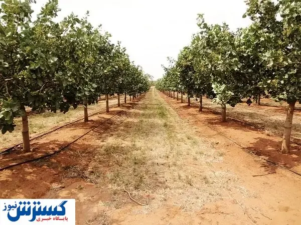 مزیت از دست رفته ایران در تولید پسته