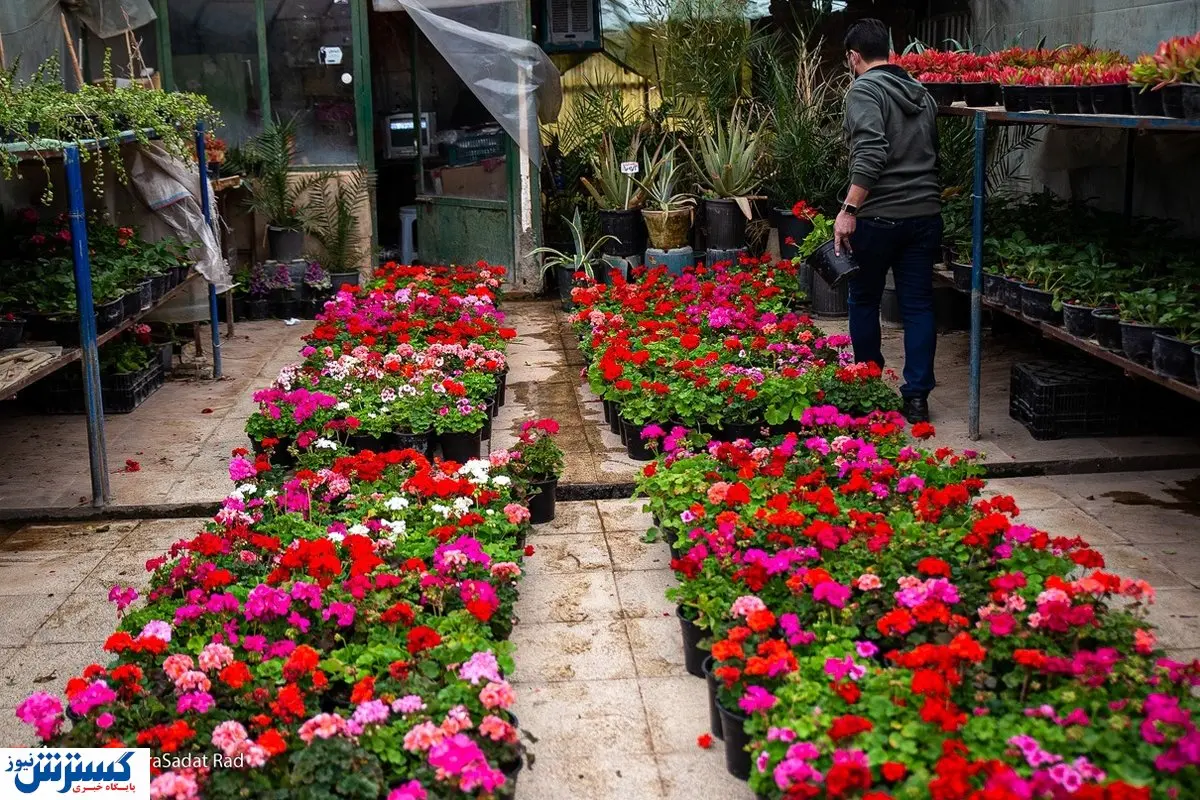 رزی که در سایه بی‌توجهی می‌خشکد