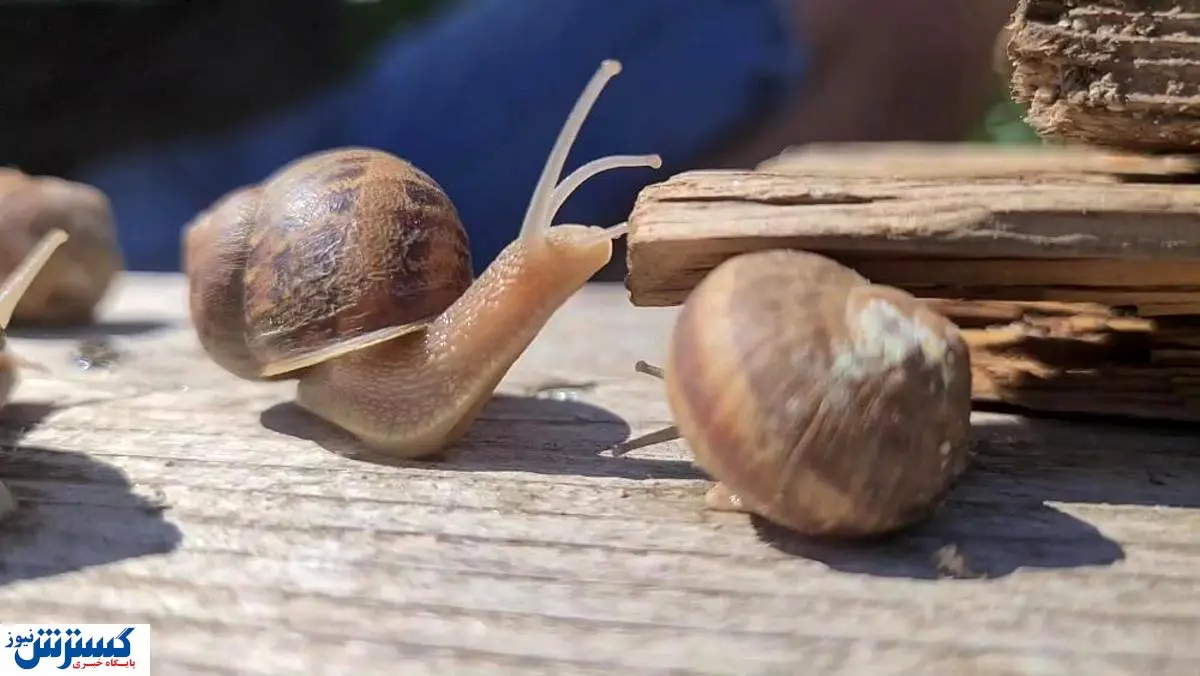 خرید و فروش عجیب در فضای مجازی / ۵ تا جوجه حلزون نیم میلیون!