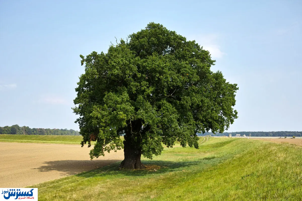 عکس پربازدید از درختی که تاریخ ایران را تخریب کرد+عکس