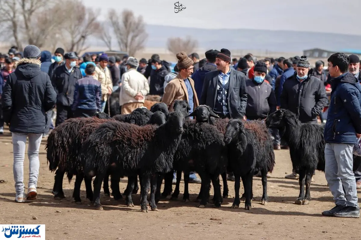 افزایش قیمت دام زنده برای عید قربان