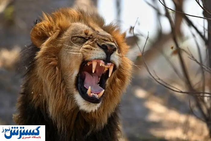 عاقبت شوخی با سلطان جنگل!+ فیلم