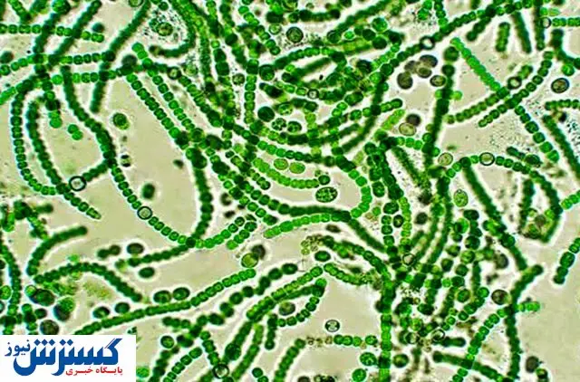 کشف شگفت انگیز خارگیا از خلیج فارس