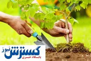 تخصیص اعتبار مستقل به درختکاری، یک اقدام مثبت زیست محیطی