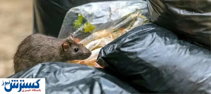 طرح ویژه مبارزه با موش آغاز شد