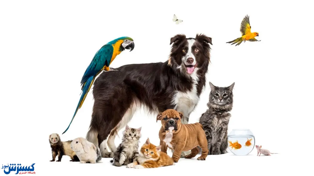 رد و بدل شدن میلیون ها تومان برای خرید حیوان!