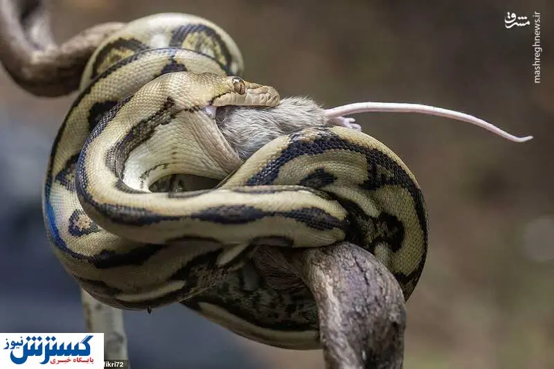 عکس پربازدید از سواری پنهان مار پایتون