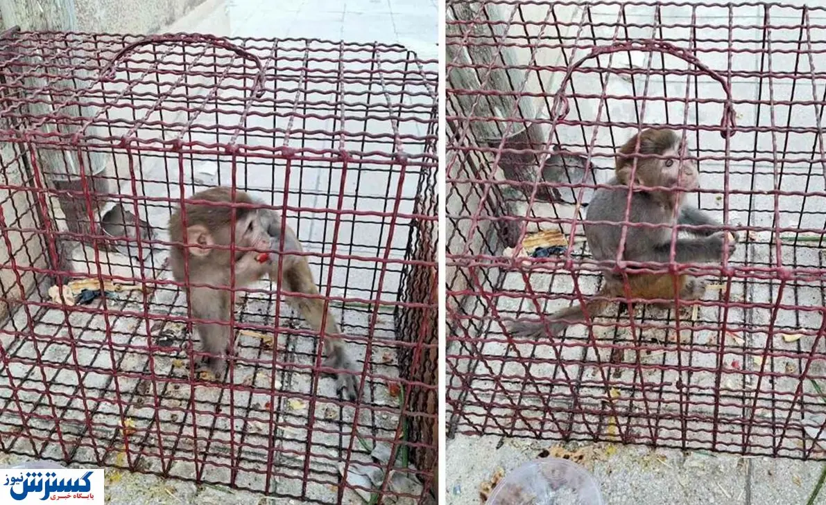 گشت و گذار میمون در ملارد!