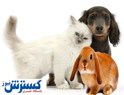 انتقال هاری با این حیوانات ملوس