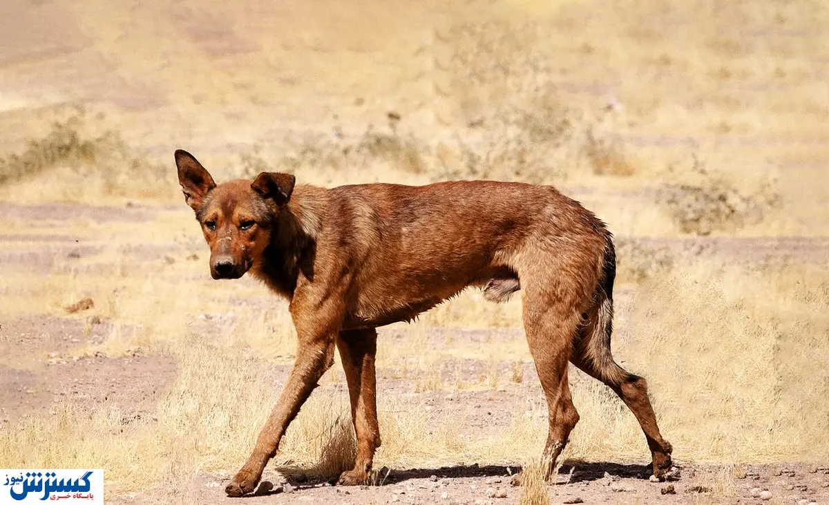 حمله سگ‌های ولگرد به کودک ۵ ساله