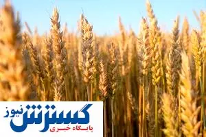 آیا خودکفایی در گندم یک تصمیم منطقی است؟