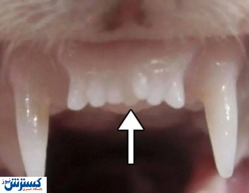 رشد مجدد دندان  با دارو محیا شد!