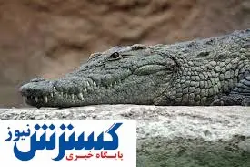 اعدام تمساح به شیوه ای دلخراش!+ فیلم