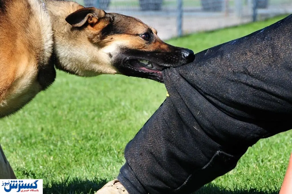 هزینه میلیاردی دولت برای واکسن هاری / ۷۰ درصد سگگزیدگیها توسط سگهای خانگی