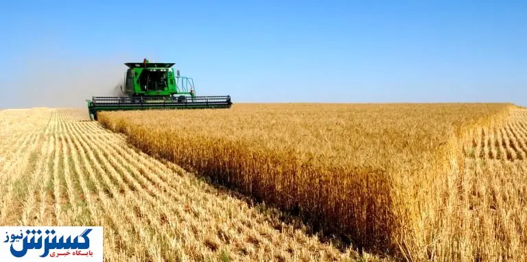 ضرورت توسعۀ گندم‌ کاری دیم و لزوم استفاده از دانش روز