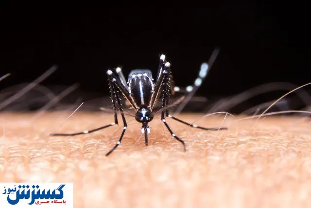 شناسایی پشه خطرناک در کشور / کنترل و پاکسازی در حال اقدام است