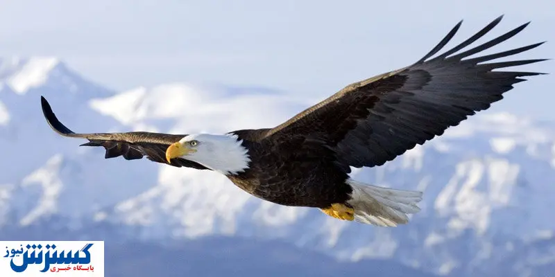 عکس بزرگترین عقاب تاریخ منتشر شد
