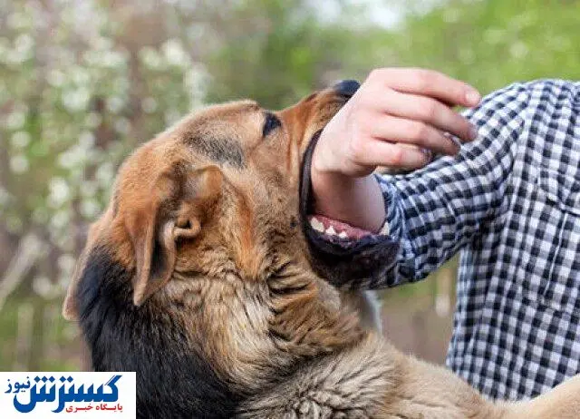 دلسوزی برای این حیوانات برابر است با مرگ انسانها