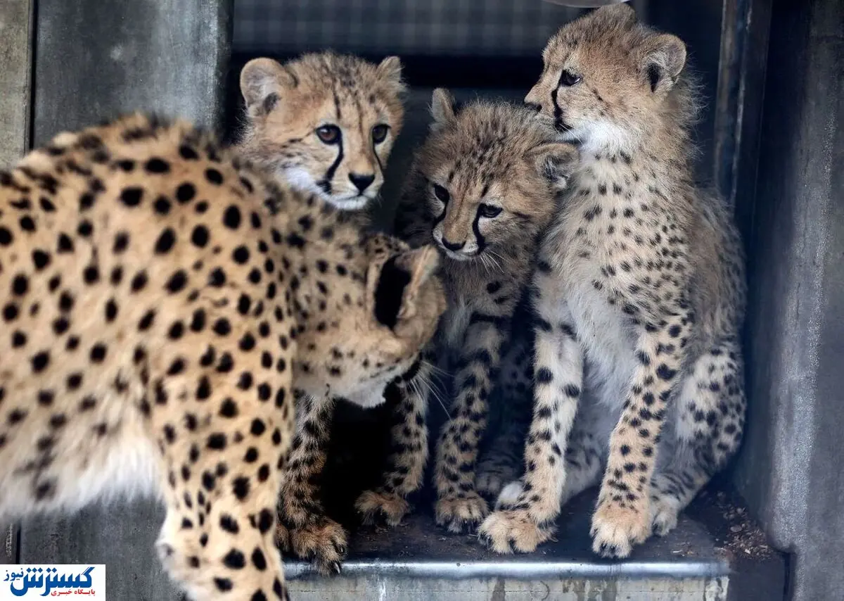 ایران و توران خبرساز شدند