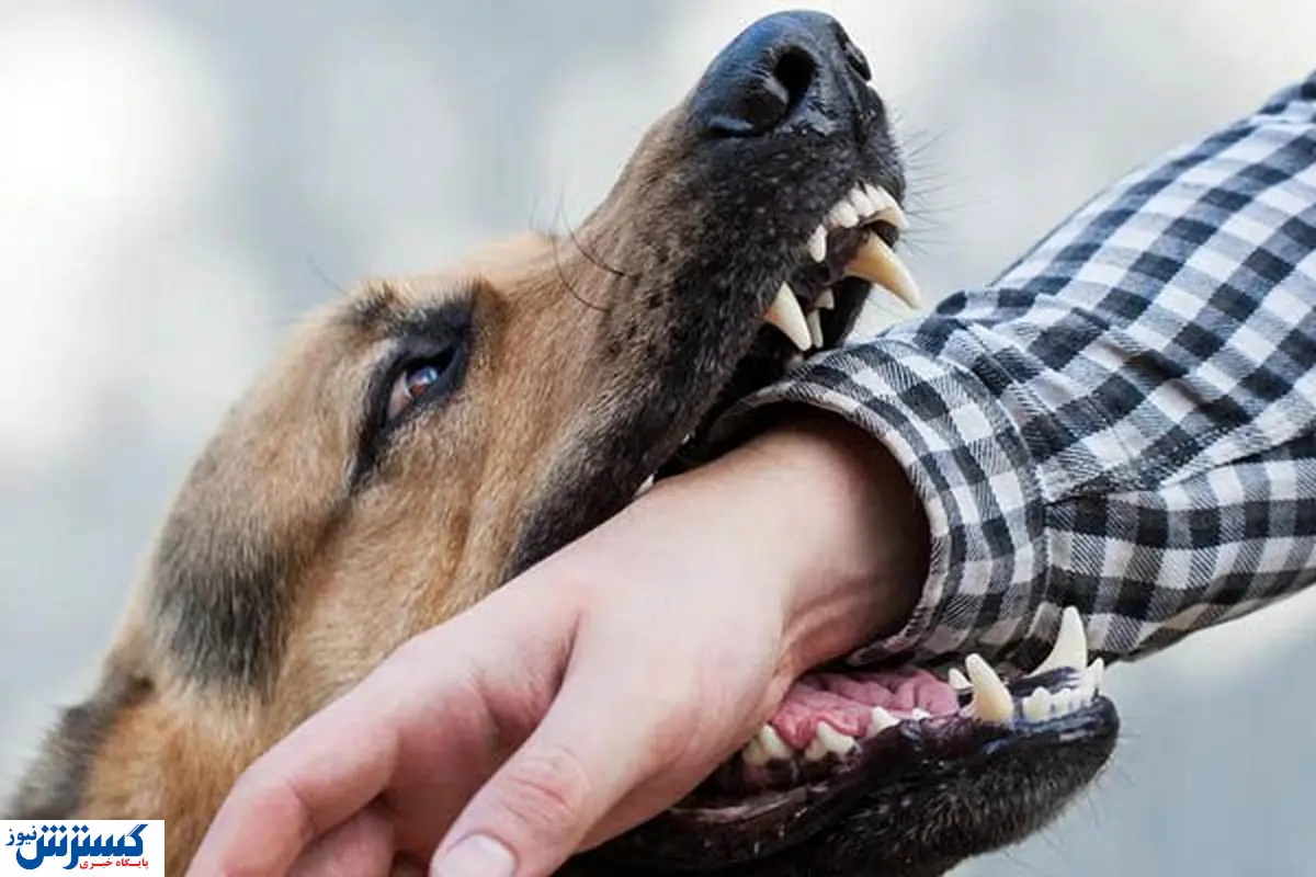 ماجرای دلخراش تیکه تیکه شدن پسر بچه آذری زیر دندان سگ‌های ولگرد