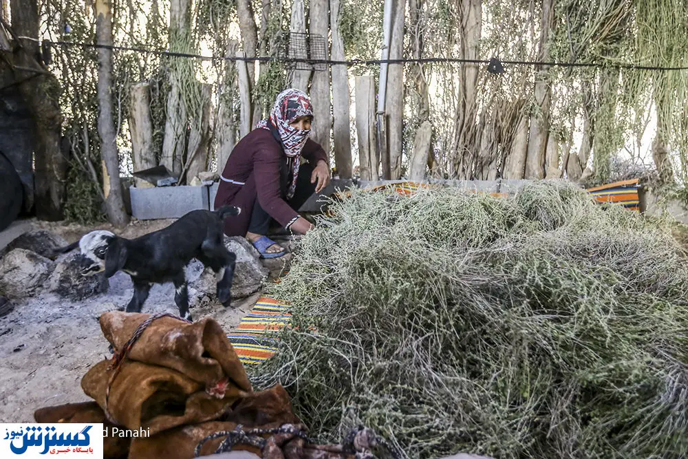 صرفه‌جویی  ۷۵ میلیون دلاری ارز به دنبال افزایش تولید گوشت قرمز
