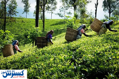 رکورد فساد میلیارد دلاری شکست/تخلف ارزی وحشتناک شرکت چای افشا شد