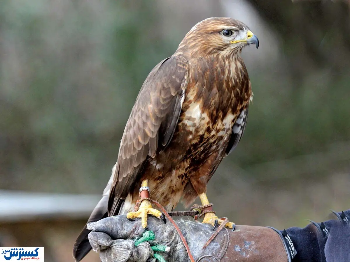 فعالیت گسترده مافیای خرید و فروش حیوانات/ قاچاق جانواران در ایران شدت گرفت