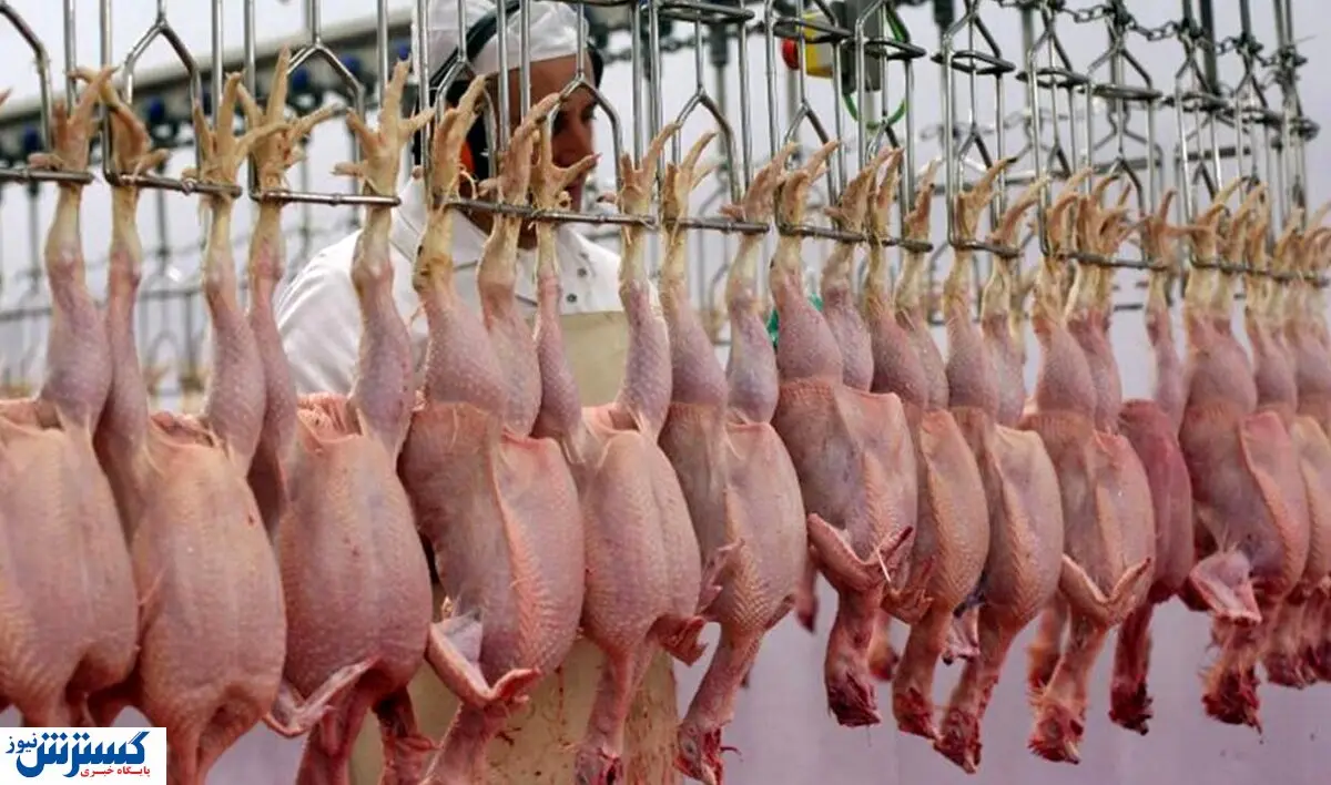 آخرین جزئیات درباره صنعت مرغداری / مرغ به زودی گران می شود؟