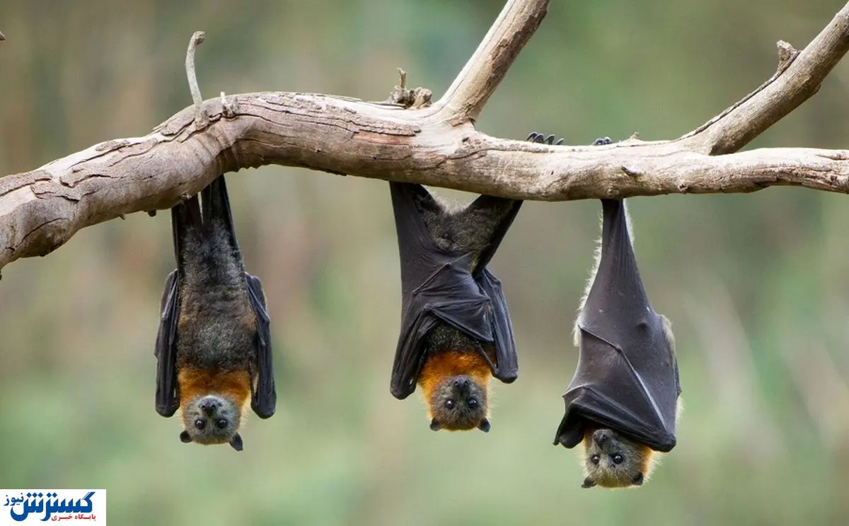 قیمت خفاش خانگی در بازار  | لانه خفاش هم قیمت پراید شد