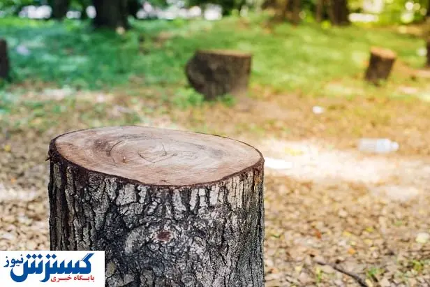 شیوع عجیب بیماری فیتیله نارنجی | مرگ در خیابان فلسطین رقم خورد