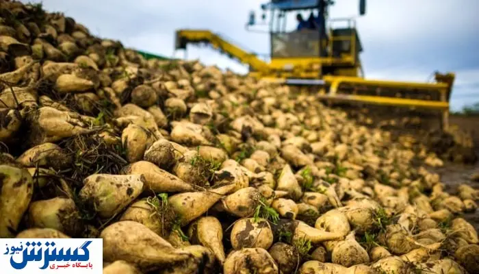 قیمت خرید تضمینی این محصول اعلام شد