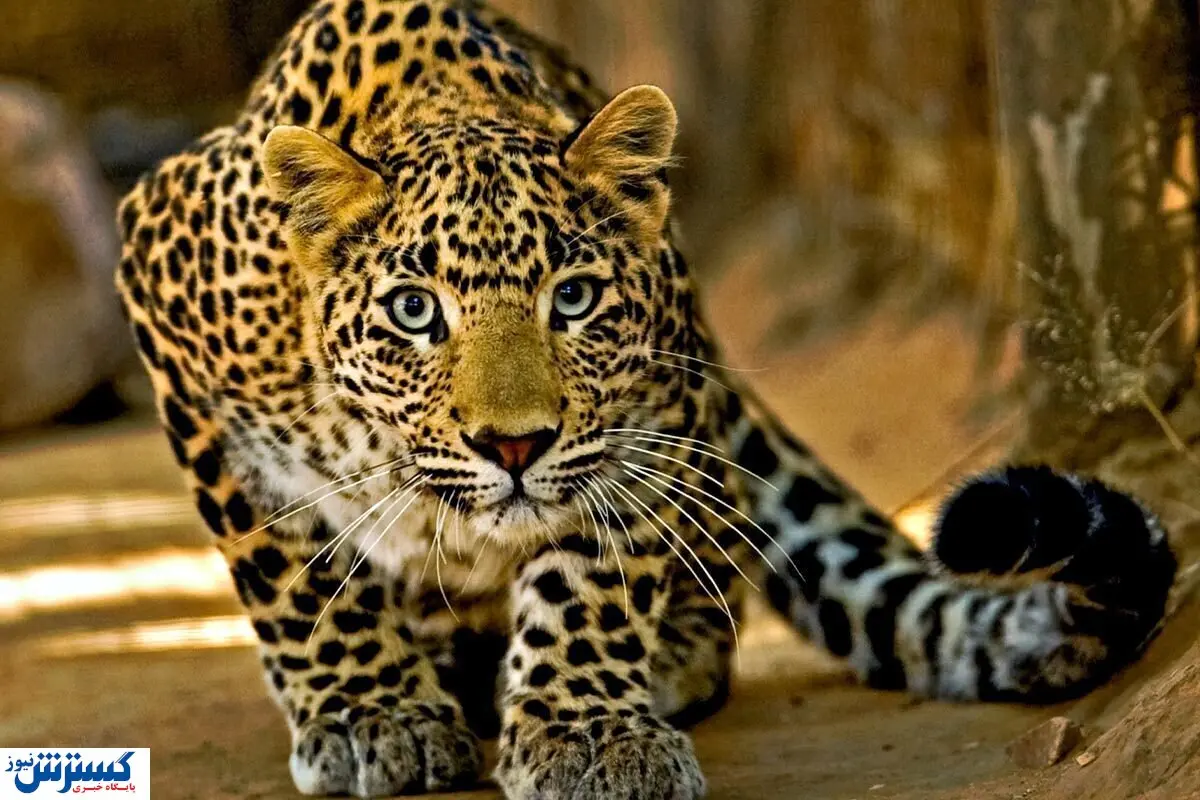 تسلیت ؛  پلنگ دماوند را هم از دست دادیم