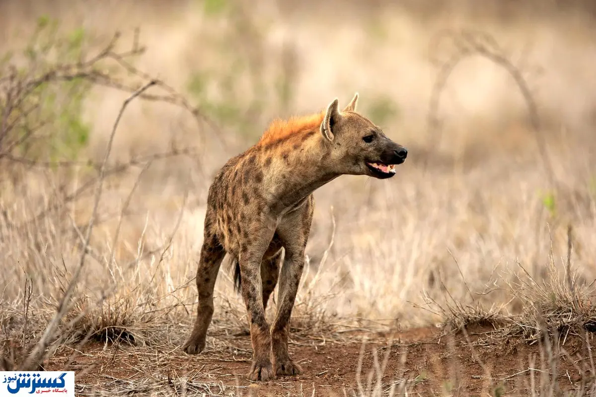 دزدی این کفتار فرصت طلب را ببینید + فیلم