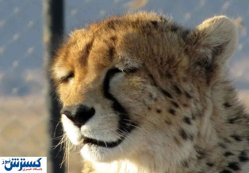 جان « دلبر » به خطر افتاد | یوزپلنگ ایرانی به بیماری عفونی مبتلا شد