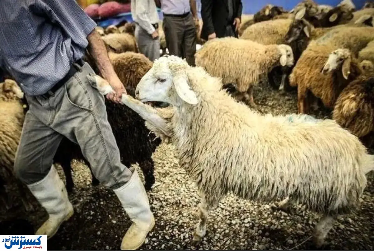در بازار گوشت طوفان به پا شد !
