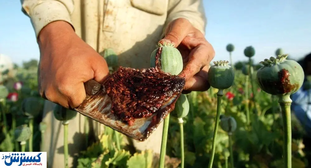 تریاک افغانستان ده برابر گران شد