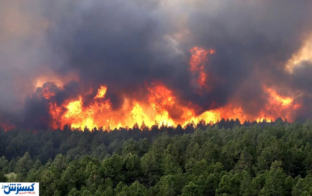 آتش به جان جنگلهای چالوس افتاد | وضعیت بحرانی شد