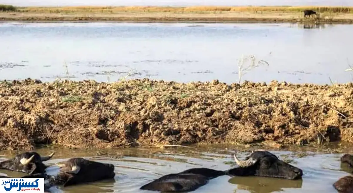 ماجرای حقابه هورالعظیم / منتظر گشایش منابع آبی باشیم؟