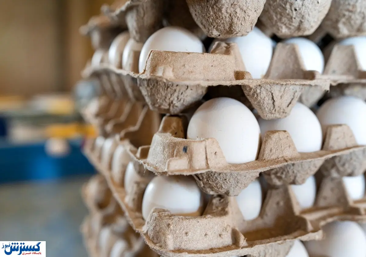 خبر فوری درباره قیمت تخم مرغ / هر کیلو تخم مرغ چند است؟