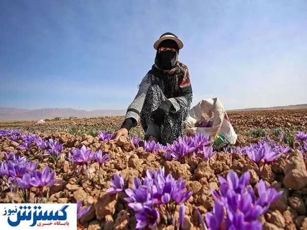 فروش طلای سرخ ایران به لطف افغانستان!